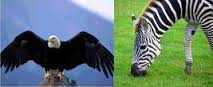 Aquila e zebra